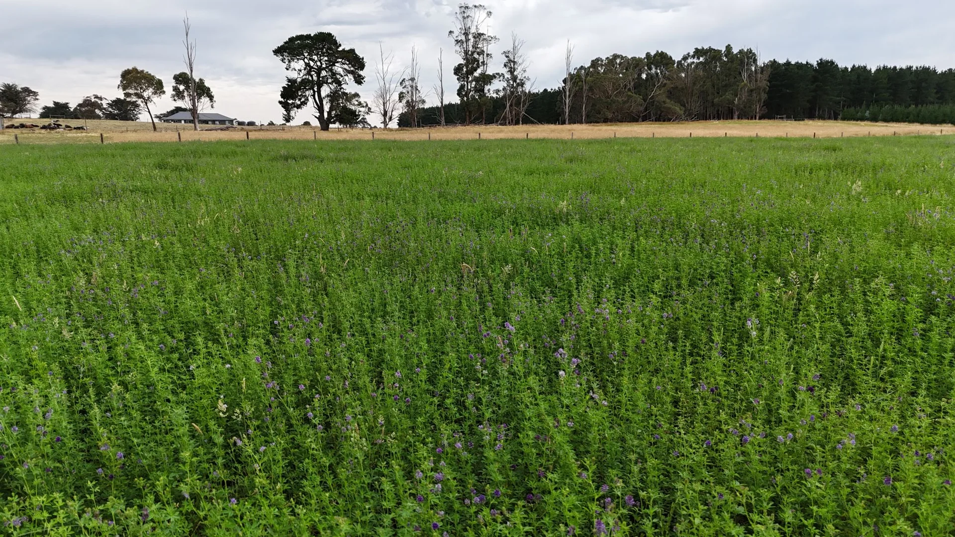 Additional image 19 of 295 Caroline Headquarters Road, Yahl SA 5291