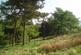 Additional image 5 of Elle Bank Wood, Hayfield, Derbyshire SK22