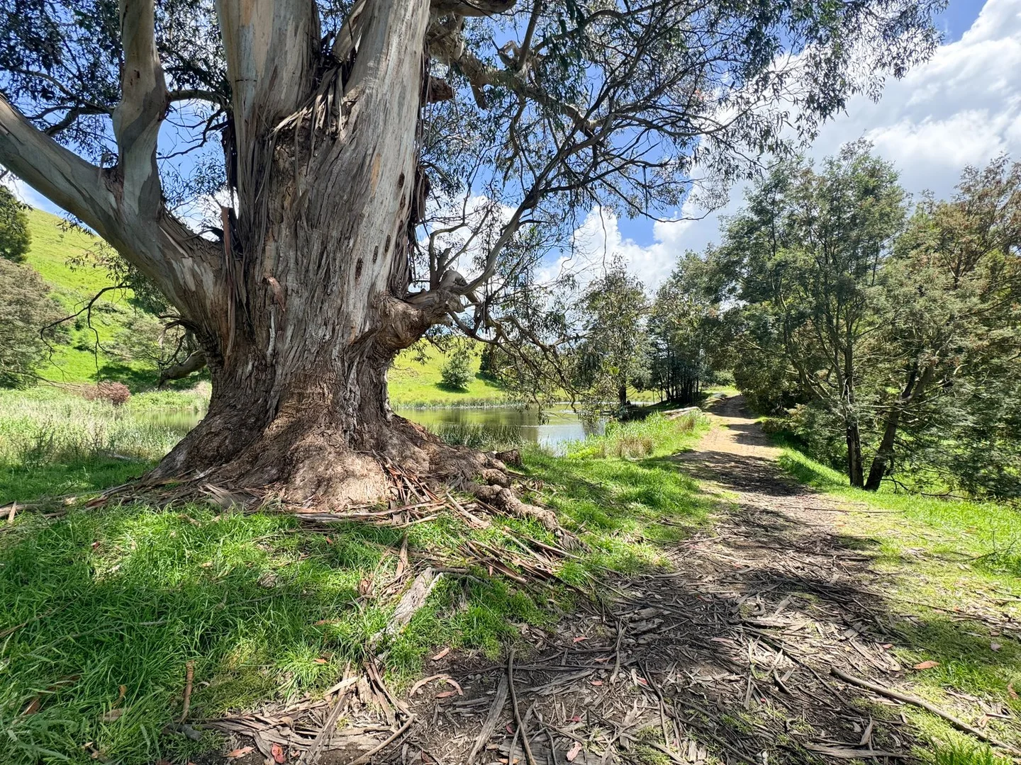 Additional image 12 of 1725 Wild Dog Valley, Strzelecki VIC 3950