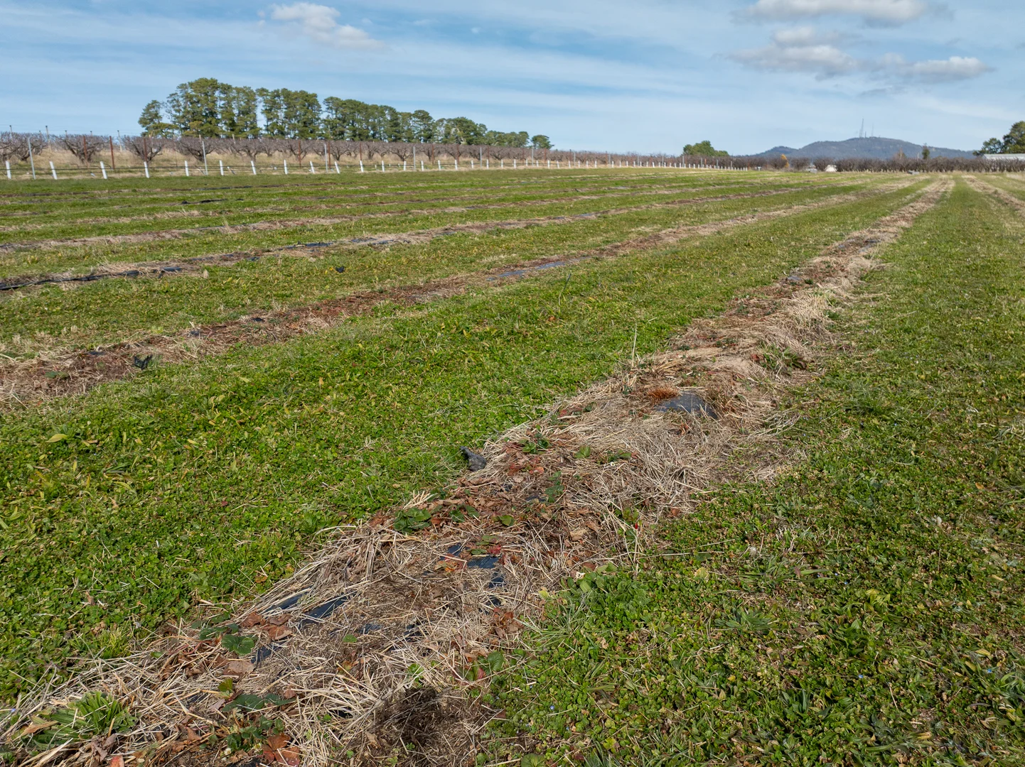 Additional image 16 of 96 Akhurst Road, Orange NSW 2800