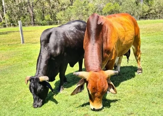 Additional image 8 of 136 Oyster Creek Road, Oyster Creek QLD 4674