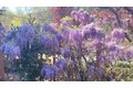 Additional image 3 of 275 Orchard Rd, Orinda, CA, 94563