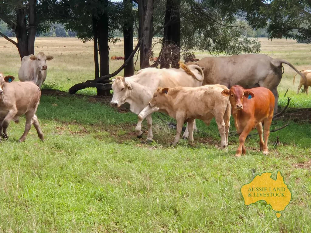 Additional image 19 of 296 Cloyna West Road, Cloyna QLD 4605