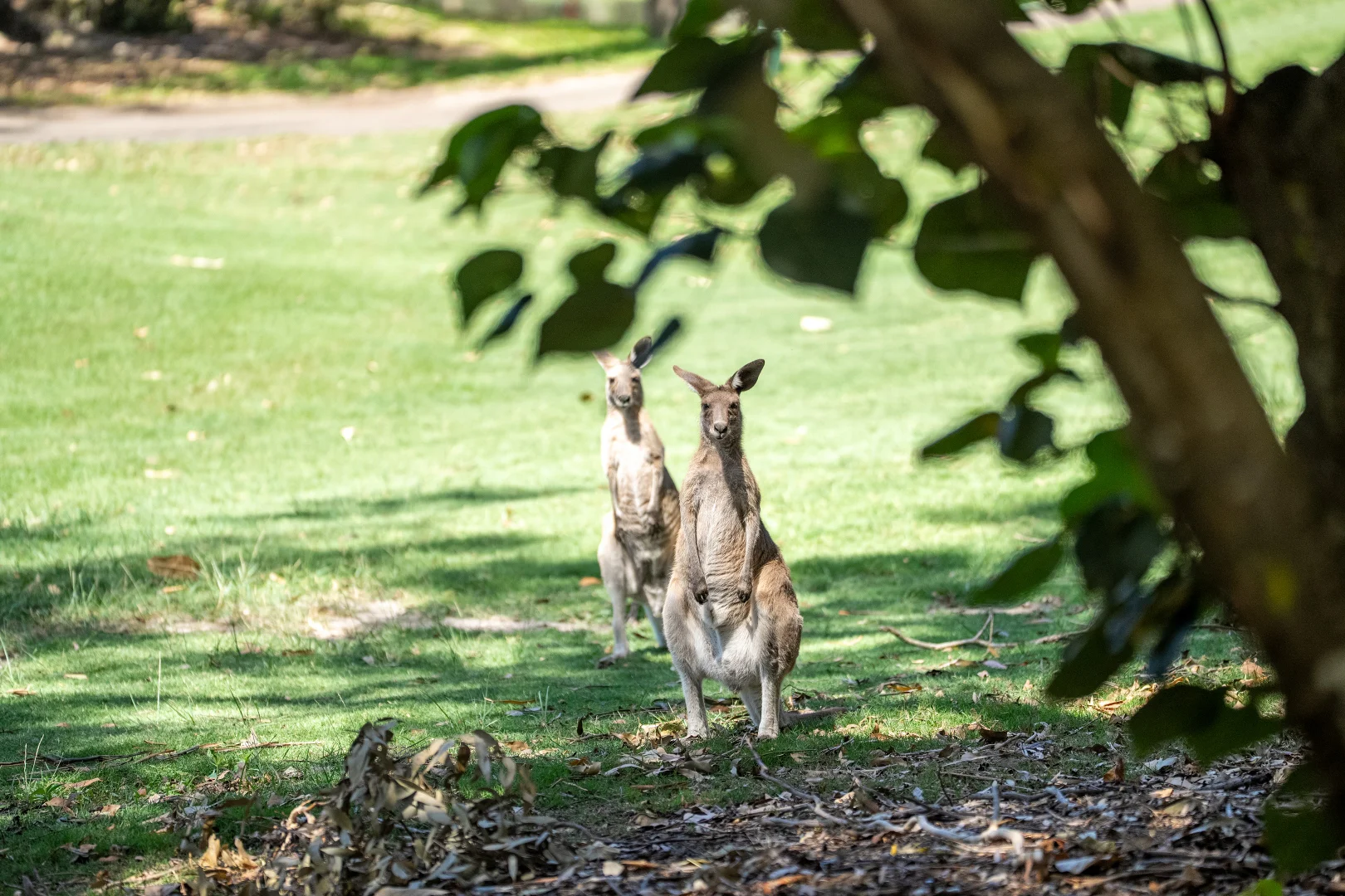 Additional image 6 of 31 Lumeah Drive, Mount Coolum QLD 4573