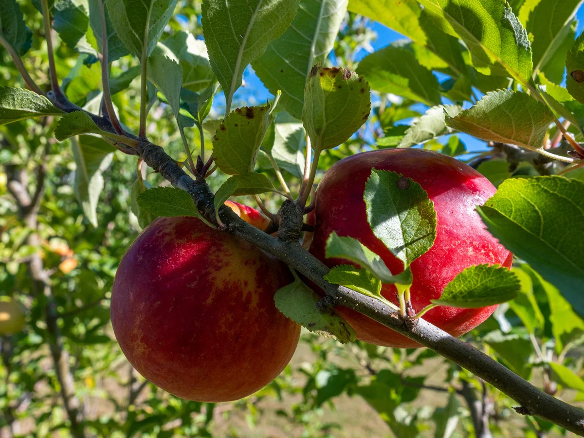 Additional image 36 of 2742 Huon Highway, Huonville TAS 7109