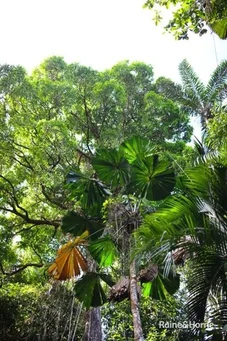 Additional image 6 of Lot 11 Milky Pine Road, Kimberley, Daintree QLD 4873