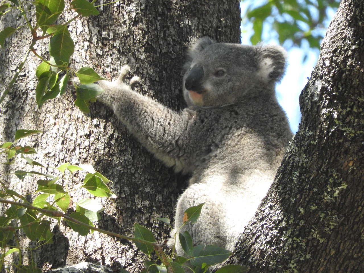 Additional image 27 of Wherrol Flat NSW 2429