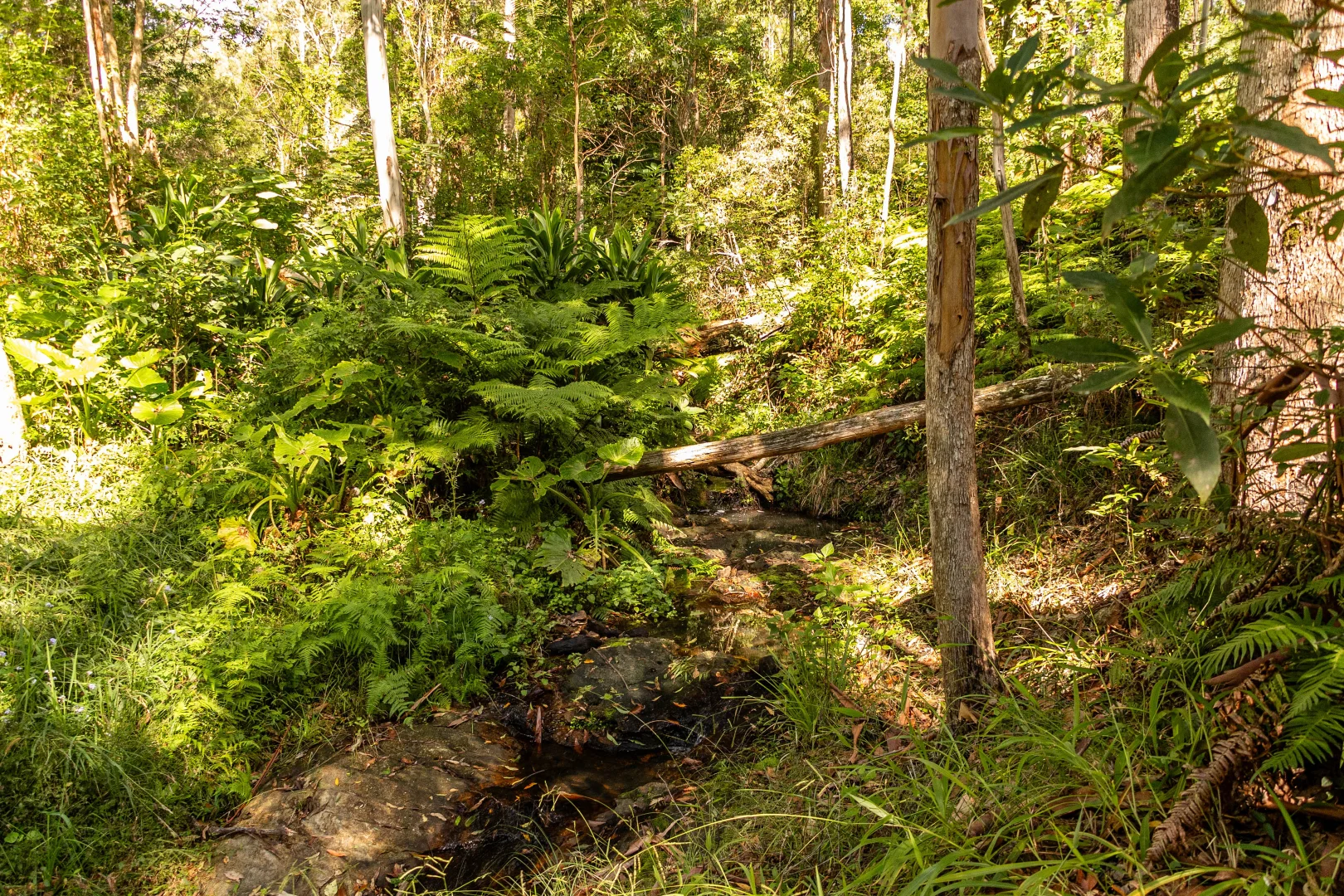 Additional image 20 of 618 Binna Burra Road, Beechmont QLD 4211