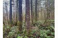 Additional image 20 of 298 Boone Rd, Toledo, WA, 98591