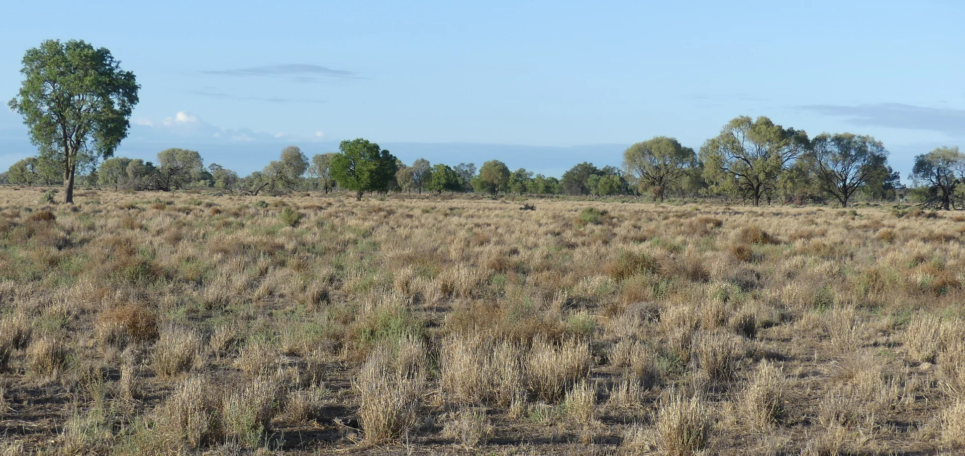 Additional image 5 of Warren NSW 2824