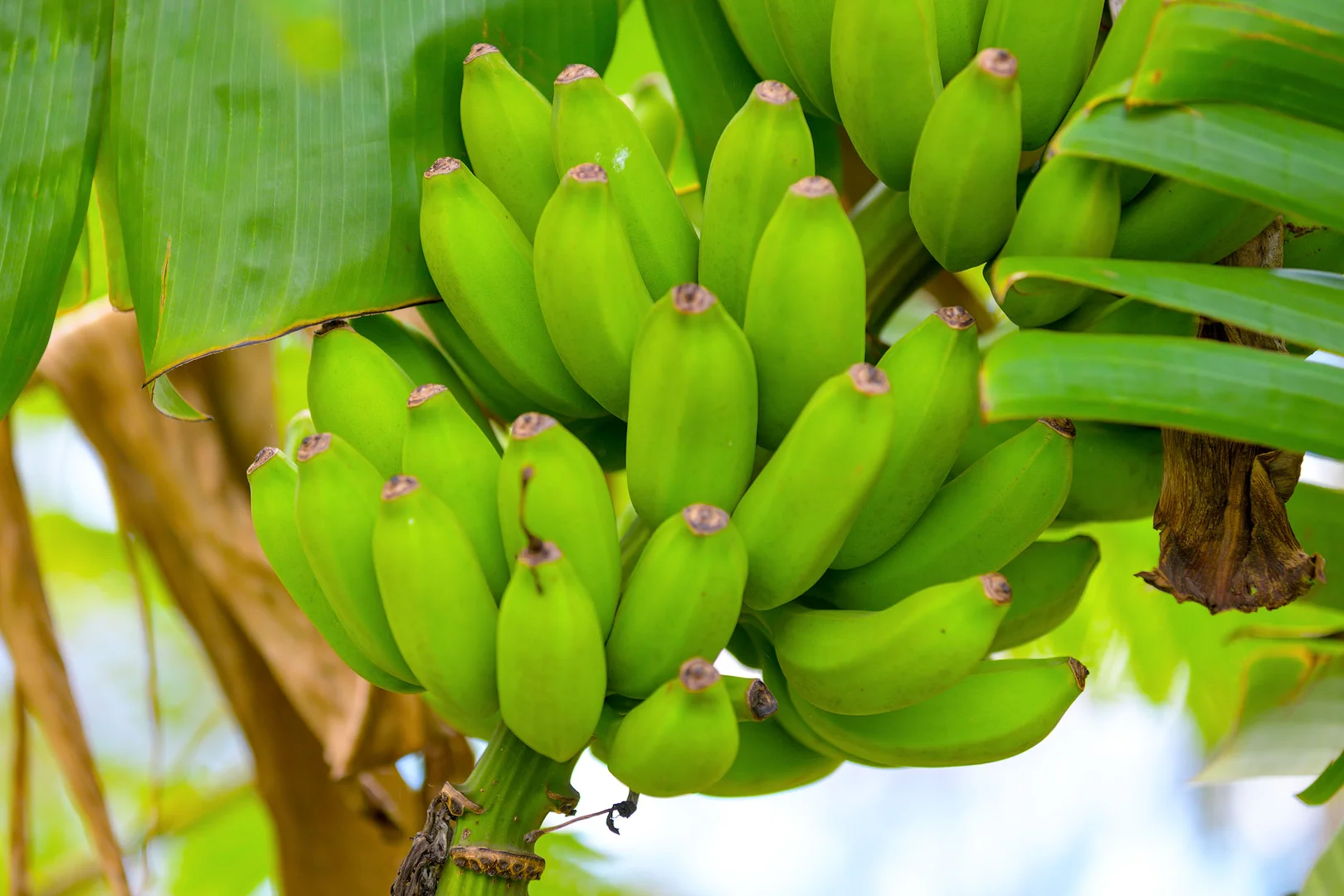 Additional image 30 of 47 Osborne Court, Wallu QLD 4570