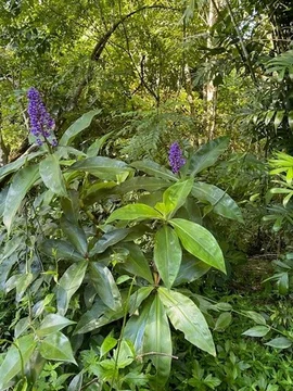 Additional image 15 of 258 Ganyan Drive, Speewah QLD 4881