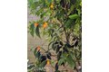 Additional image 24 of 62 Acorn Gln, Irvine, CA, 92620