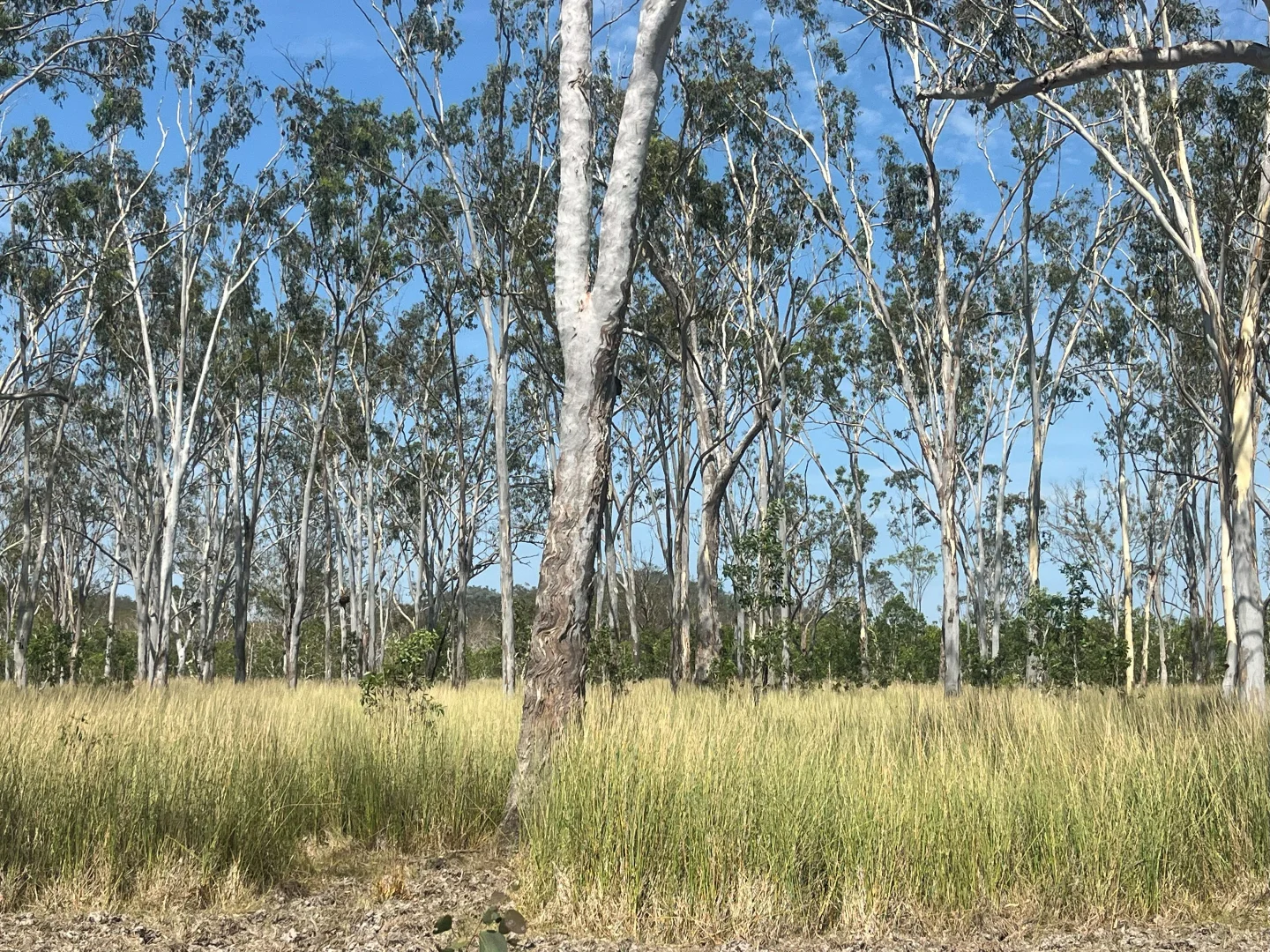 Additional image 16 of Blunder Park Station 382 Blunder Park Road, Ravenshoe QLD 4888