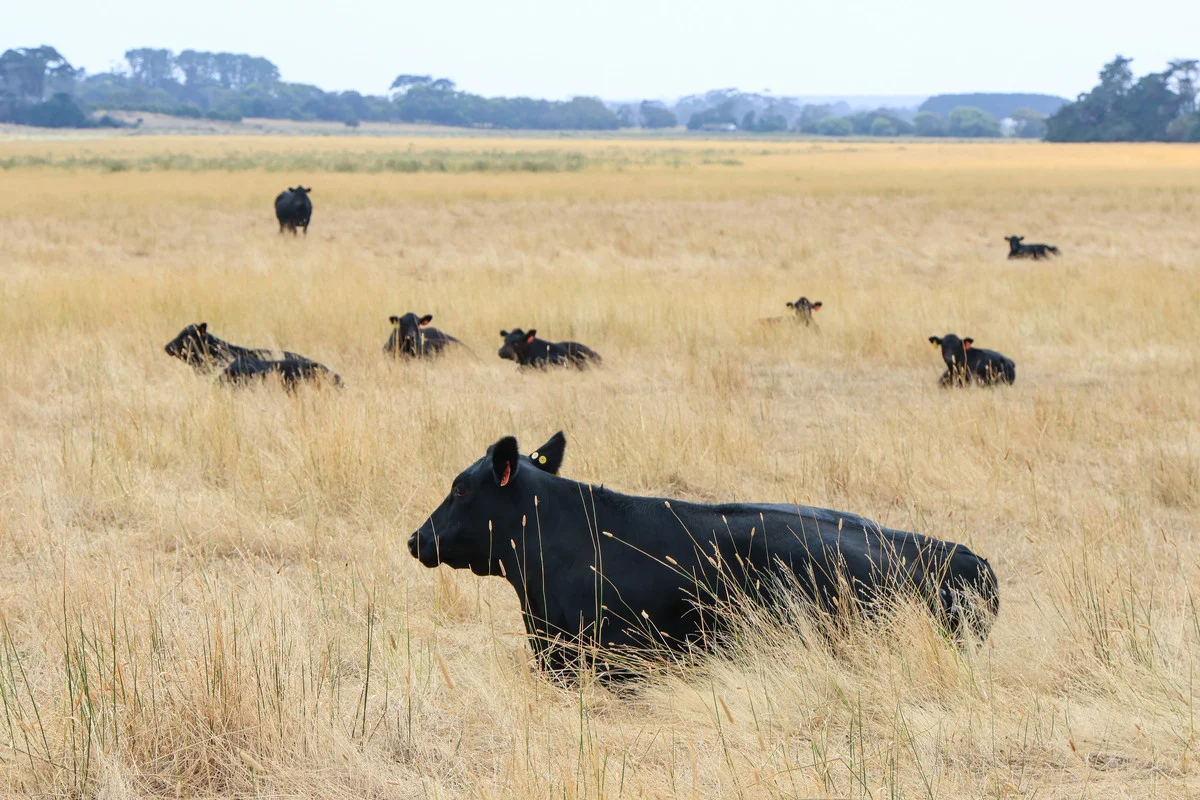 Additional image 13 of 6 Orchards Road, Narrawong VIC 3285