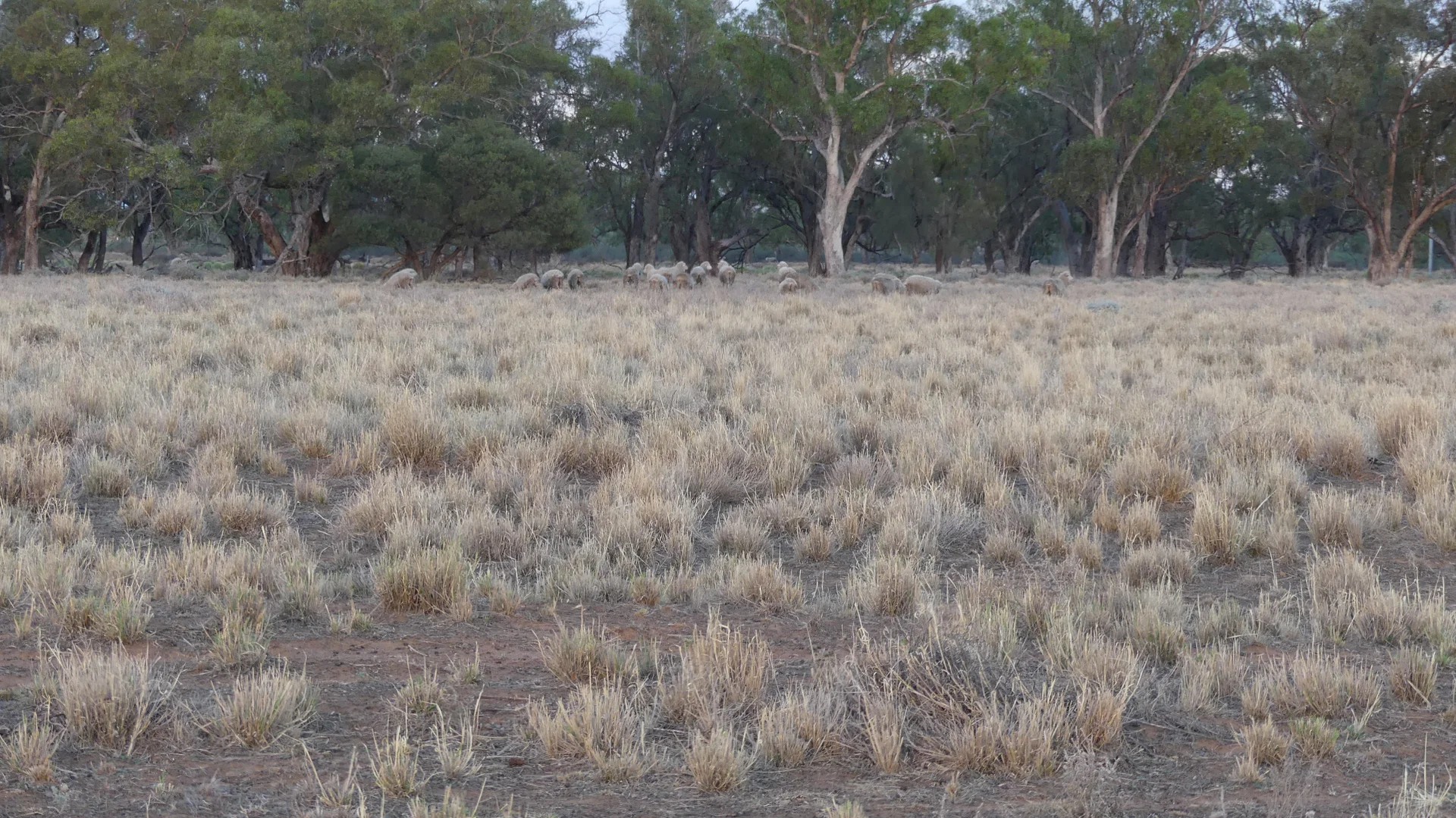 Additional image 18 of Warren NSW 2824