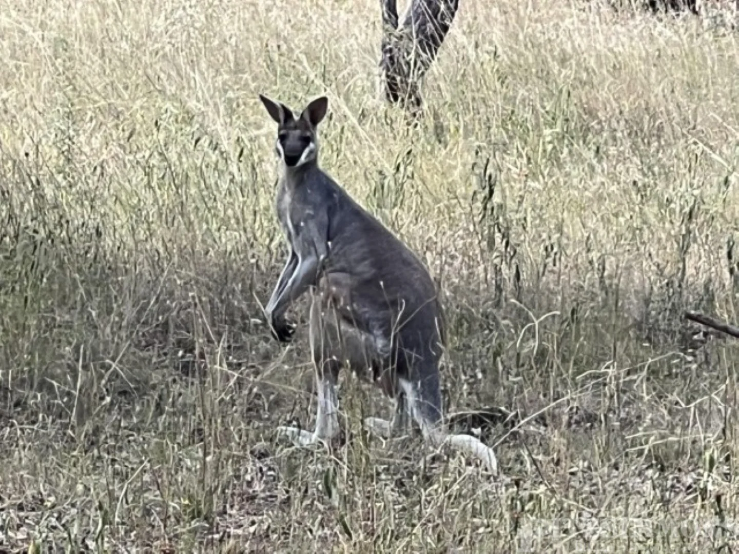 Additional image 11 of 80 Coolibah Way, Dalby QLD 4405