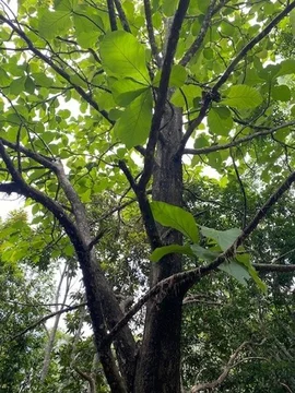 Additional image 2 of 258 Ganyan Drive, Speewah QLD 4881