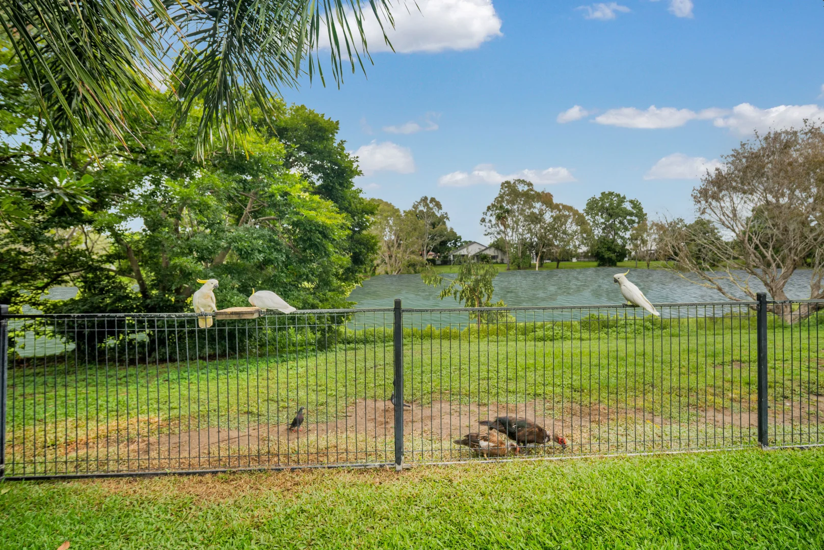 Additional image 31 of 19 Springside Terrace, Idalia QLD 4811