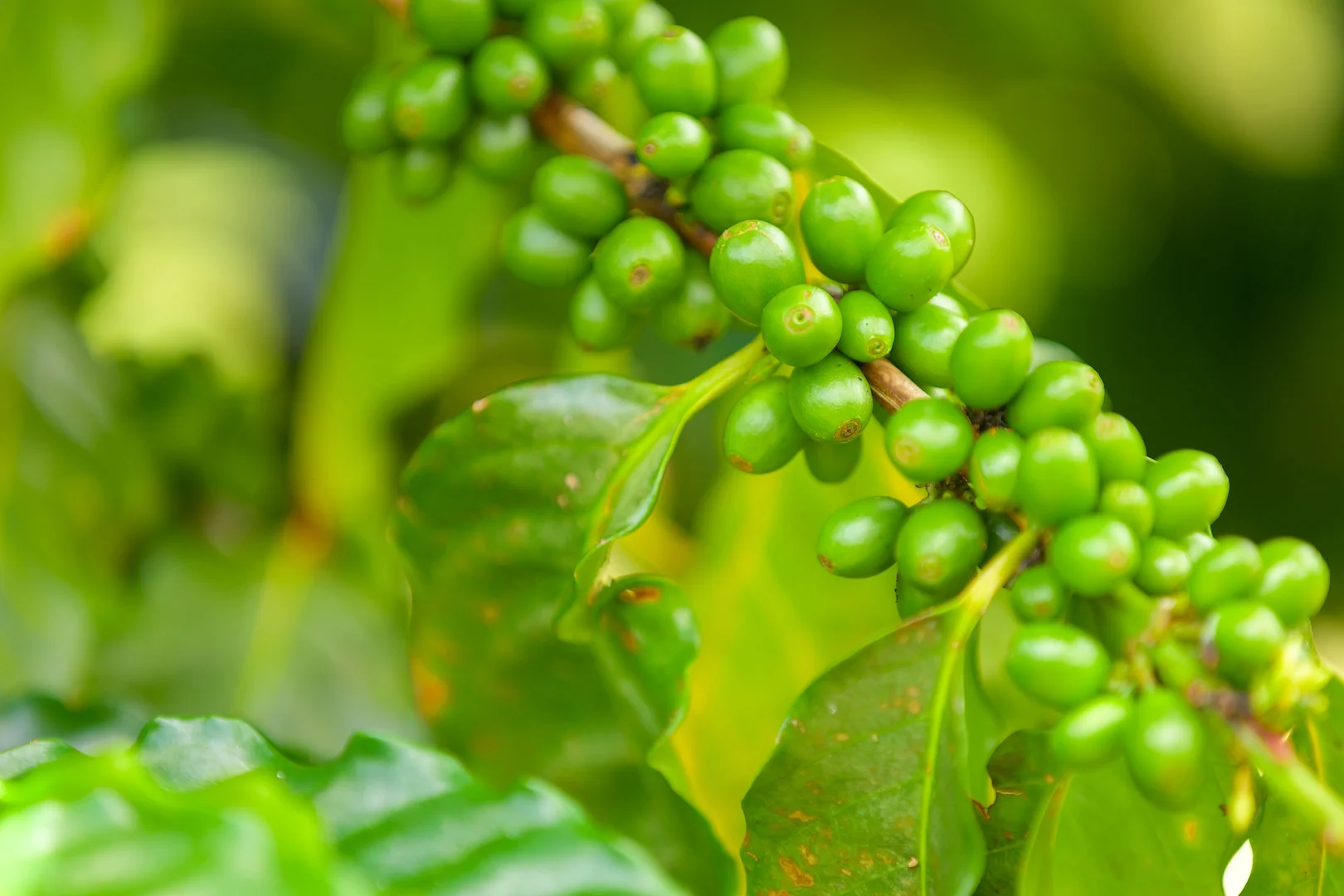 Additional image 23 of 47 Osborne Court, Wallu QLD 4570