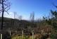 Rookham Plantation, Near Wells, Somerset BA5
