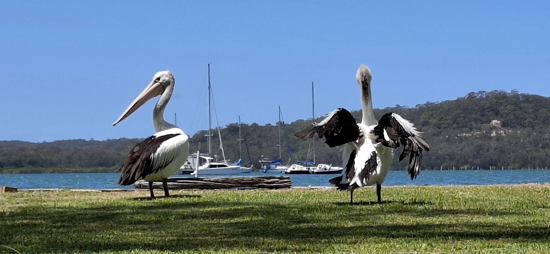 Additional image 3 of 18 Cove Boulevard, North Arm Cove NSW 2324