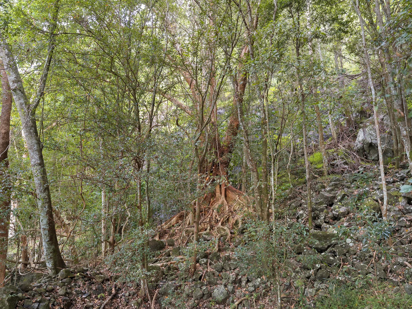 Additional image 18 of 102 Farrants Road, Farrants Hill NSW 2484