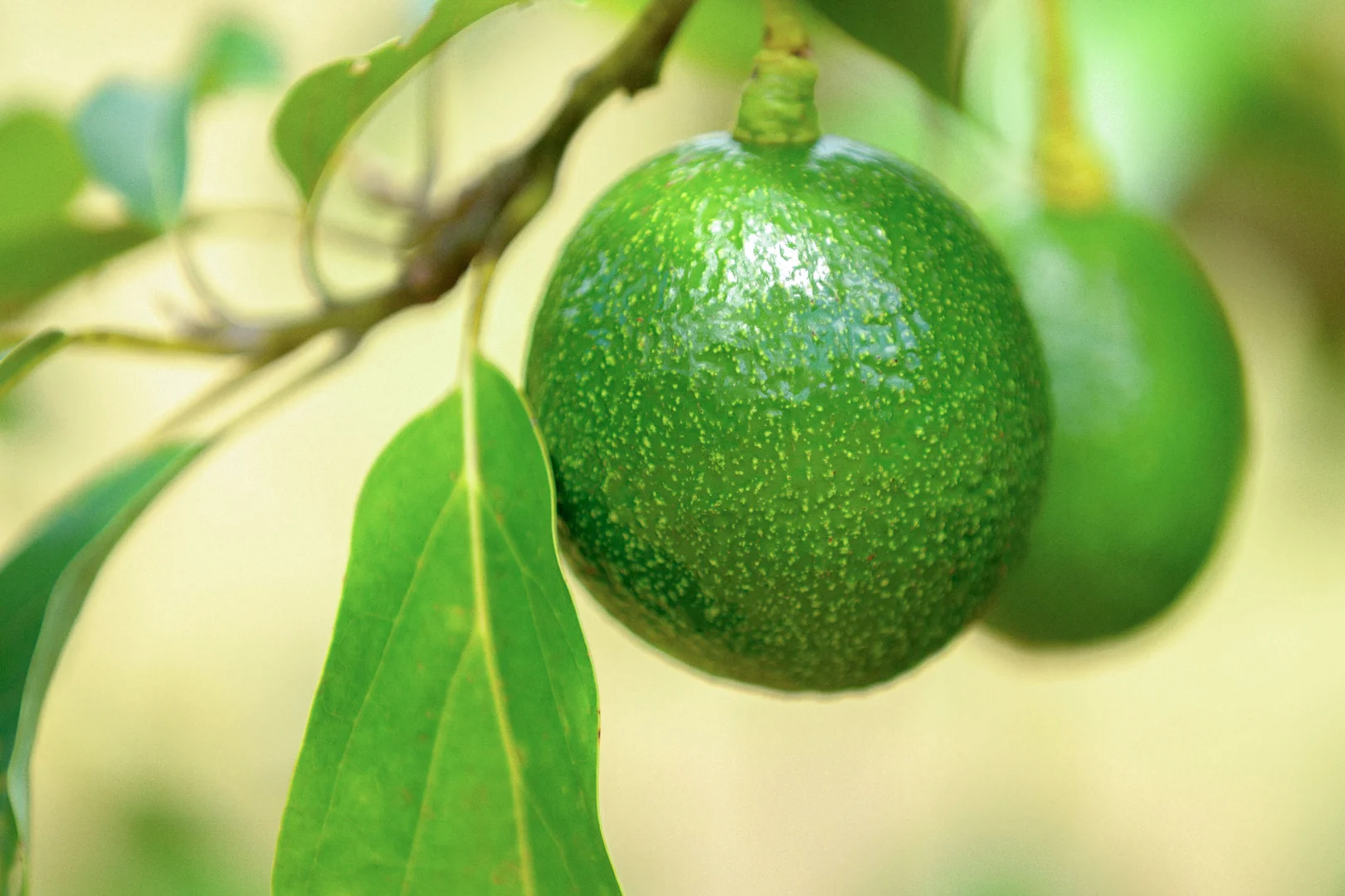 Additional image 21 of 47 Osborne Court, Wallu QLD 4570