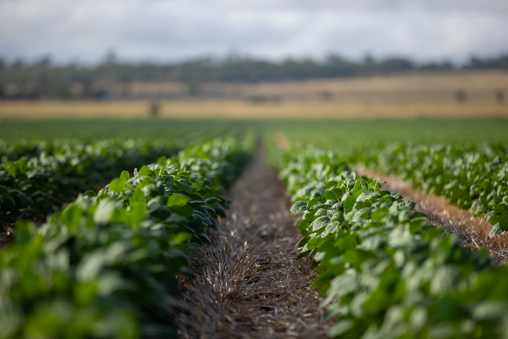 Additional image 23 of "Wanstead" 391 Cudmore Road, Cambooya QLD 4358