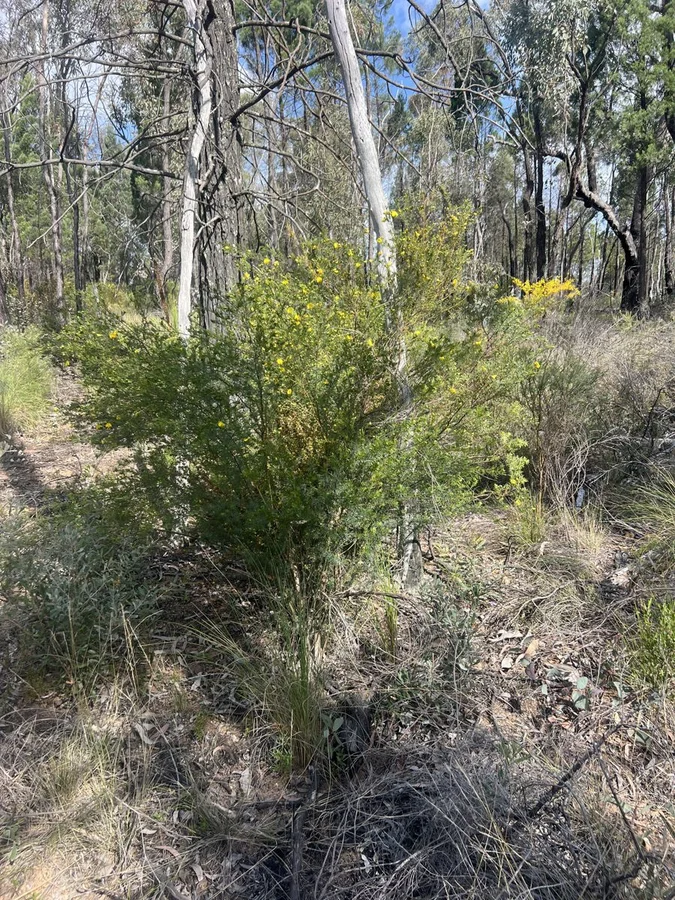 Additional image 5 of 1013 Dandry road, Coonabarabran NSW 2357