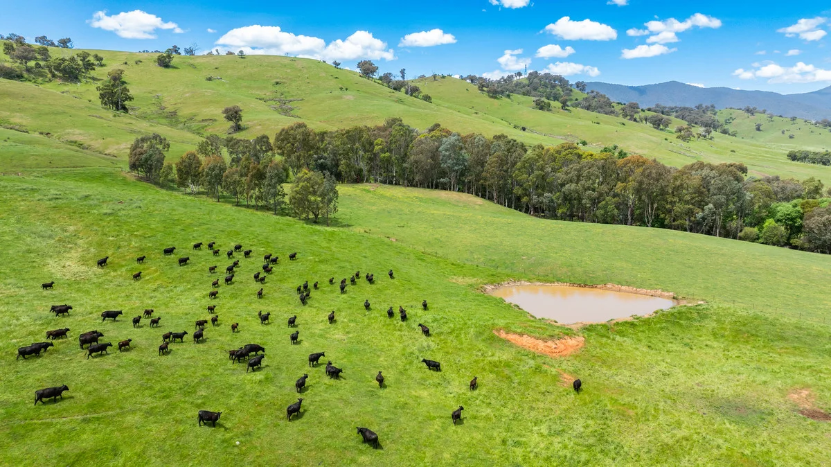 Additional image 20 of Swamp Lane, Dederang VIC 3691