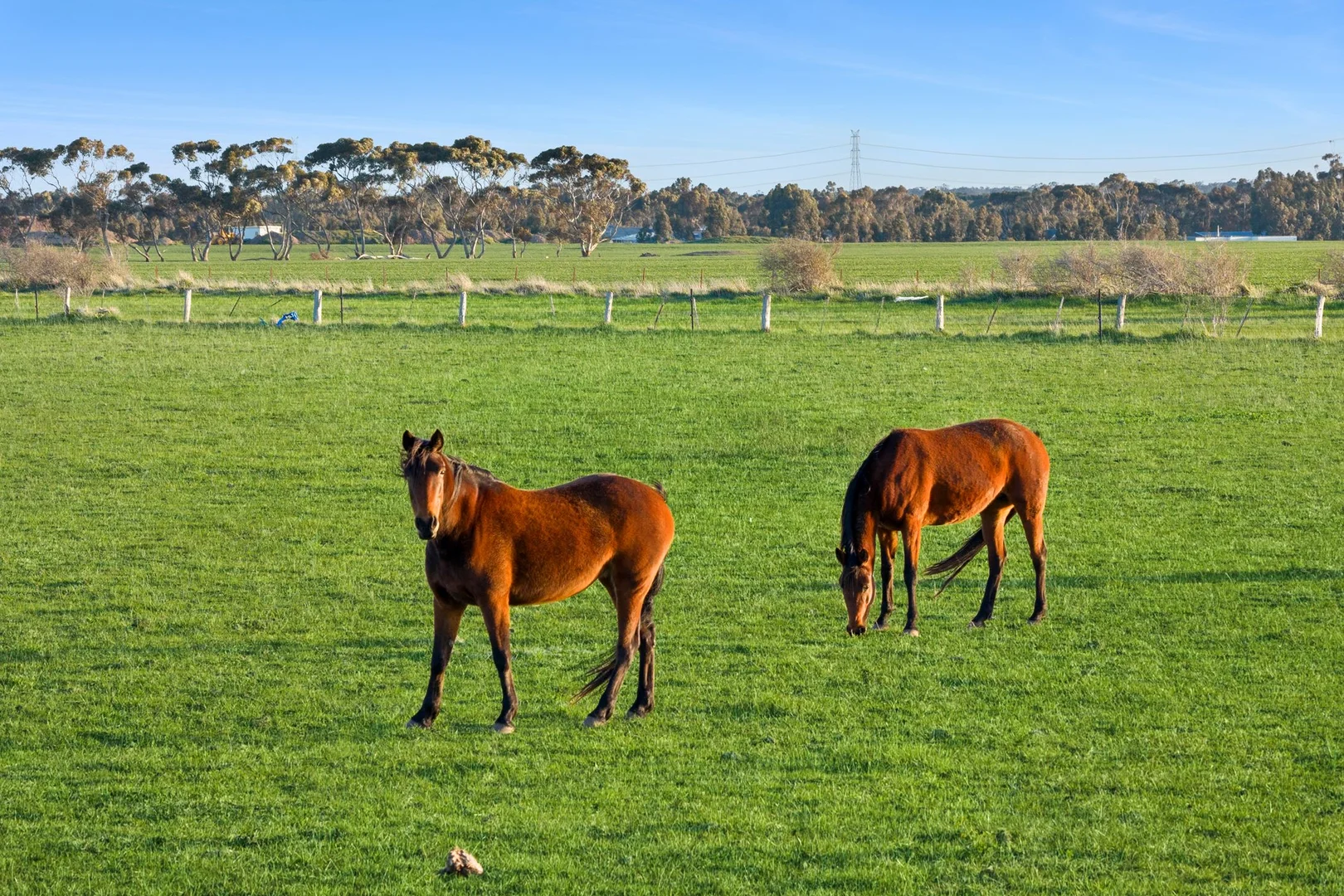 Additional image 18 of 362 Teesdale-Lethbridge Road, Teesdale VIC 3328