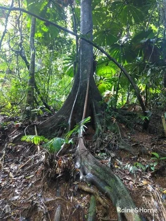 Additional image 18 of Lot 11 Milky Pine Road, Kimberley, Daintree QLD 4873