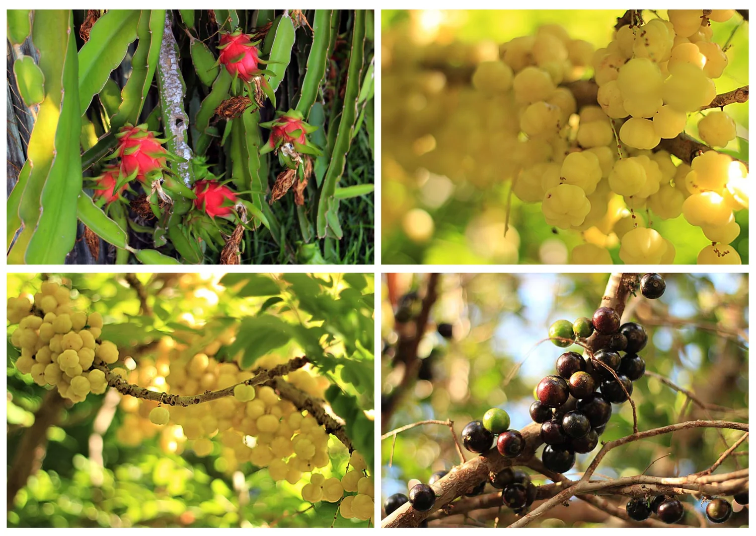 Additional image 15 of 102 Cypress Drive, Annandale QLD 4814