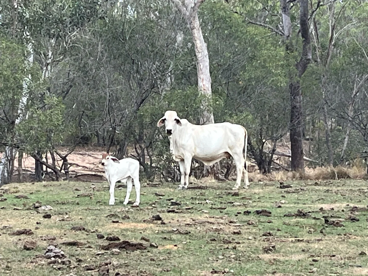 Additional image 53 of Blunder Park Station 382 Blunder Park Road, Ravenshoe QLD 4888