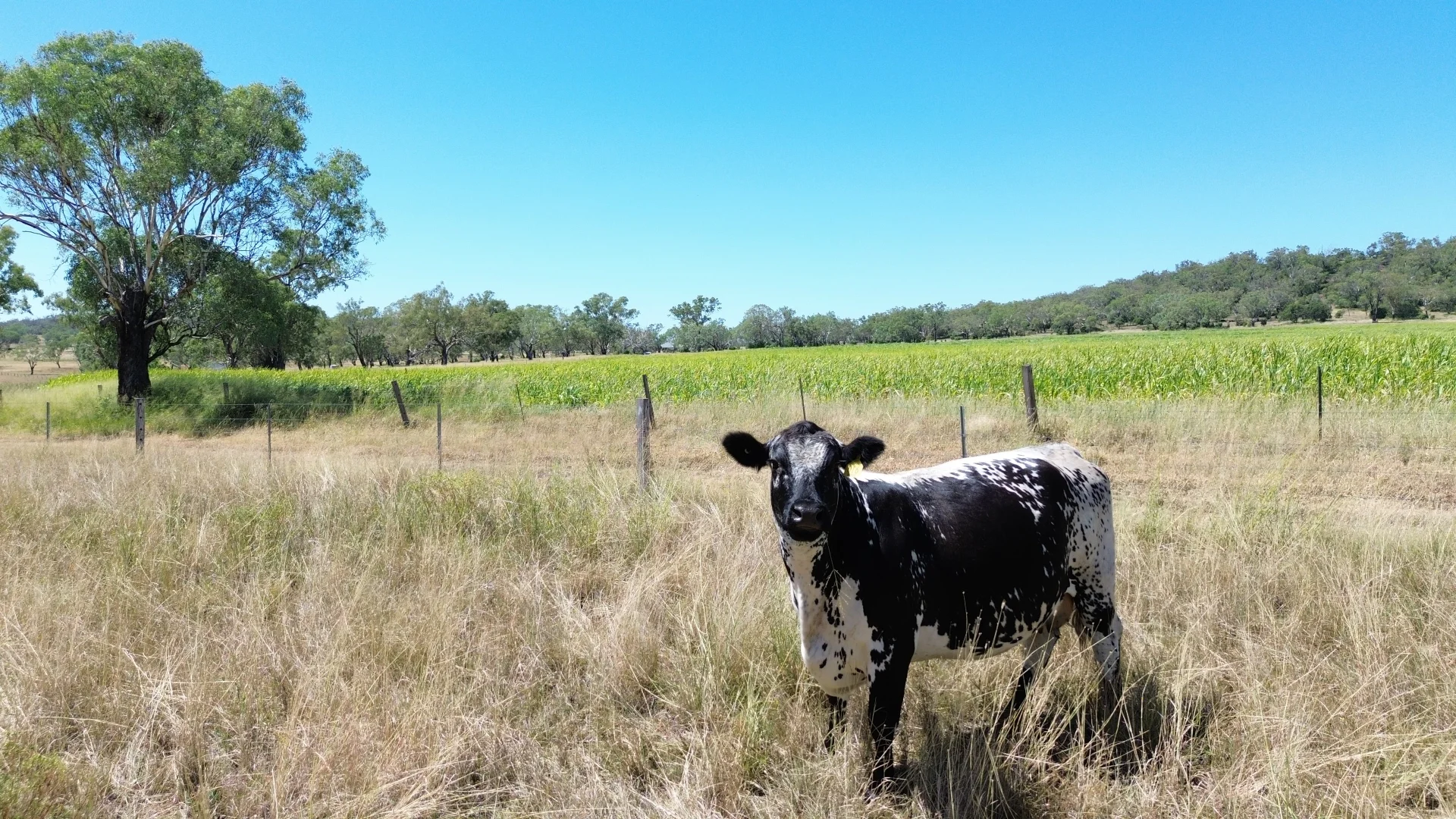 Additional image 10 of 242 Ehrlich Road, Linthorpe QLD 4356