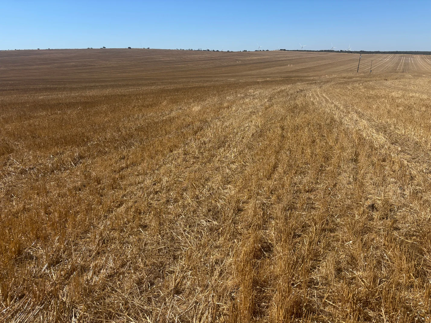 Additional image 7 of 6062 Coorow-Greenhead Road, Warradarge WA 6518