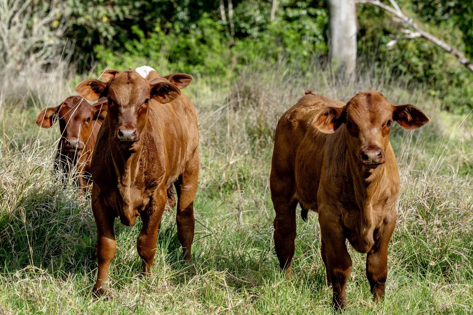 Additional image 27 of 3196 Christmas Creek Road, Lamington QLD 4285