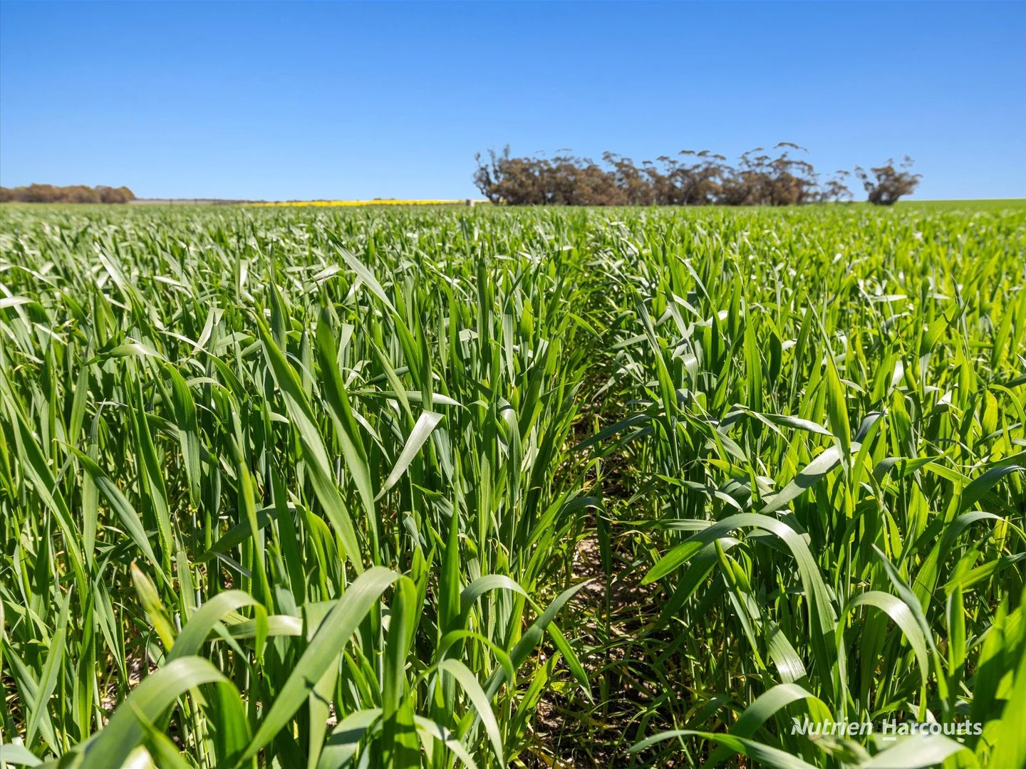 Additional image 10 of . 'Lydford' and 'Lees', Dowerin WA 6461