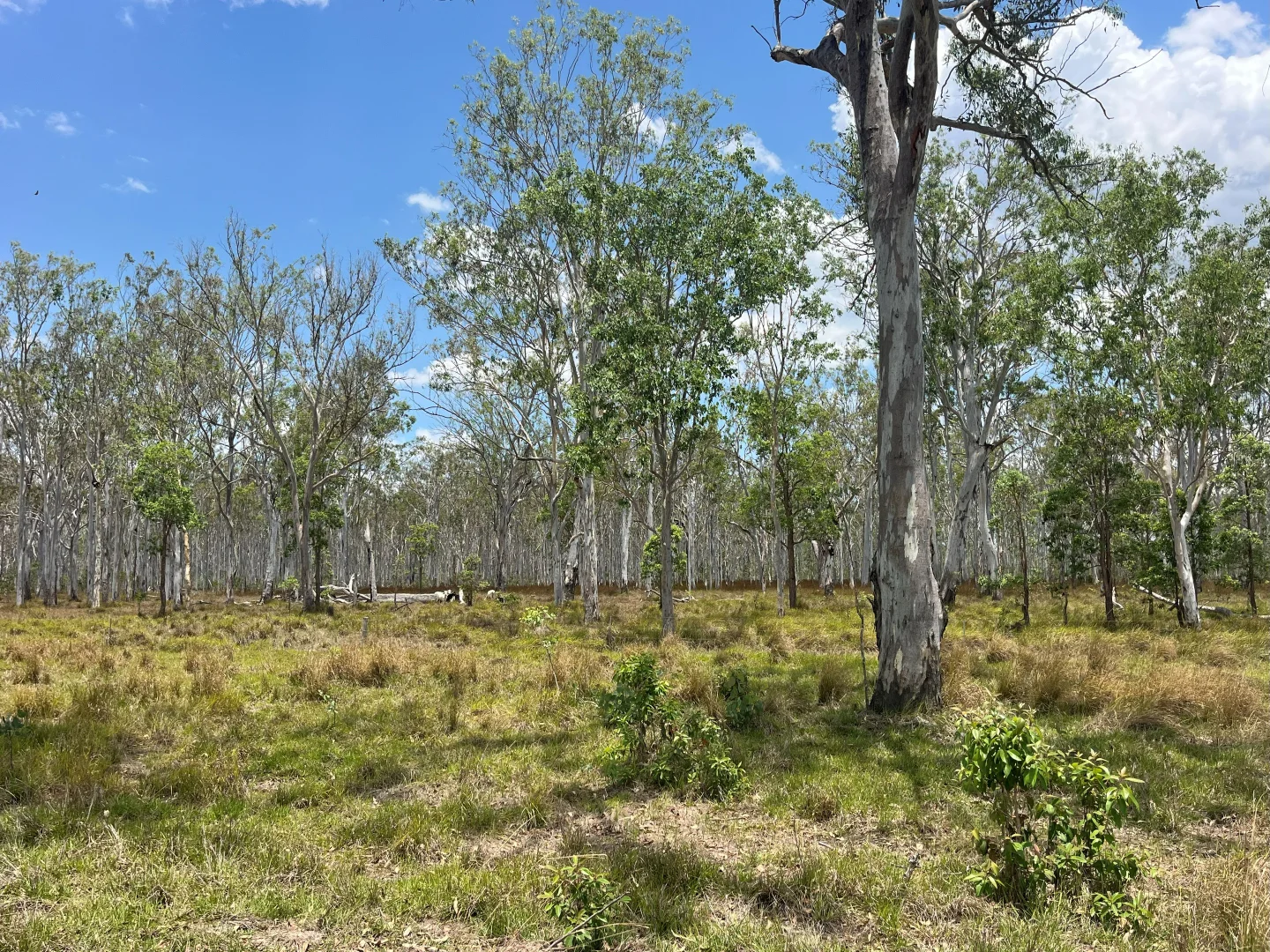 Additional image 33 of Blunder Park Station 382 Blunder Park Road, Ravenshoe QLD 4888