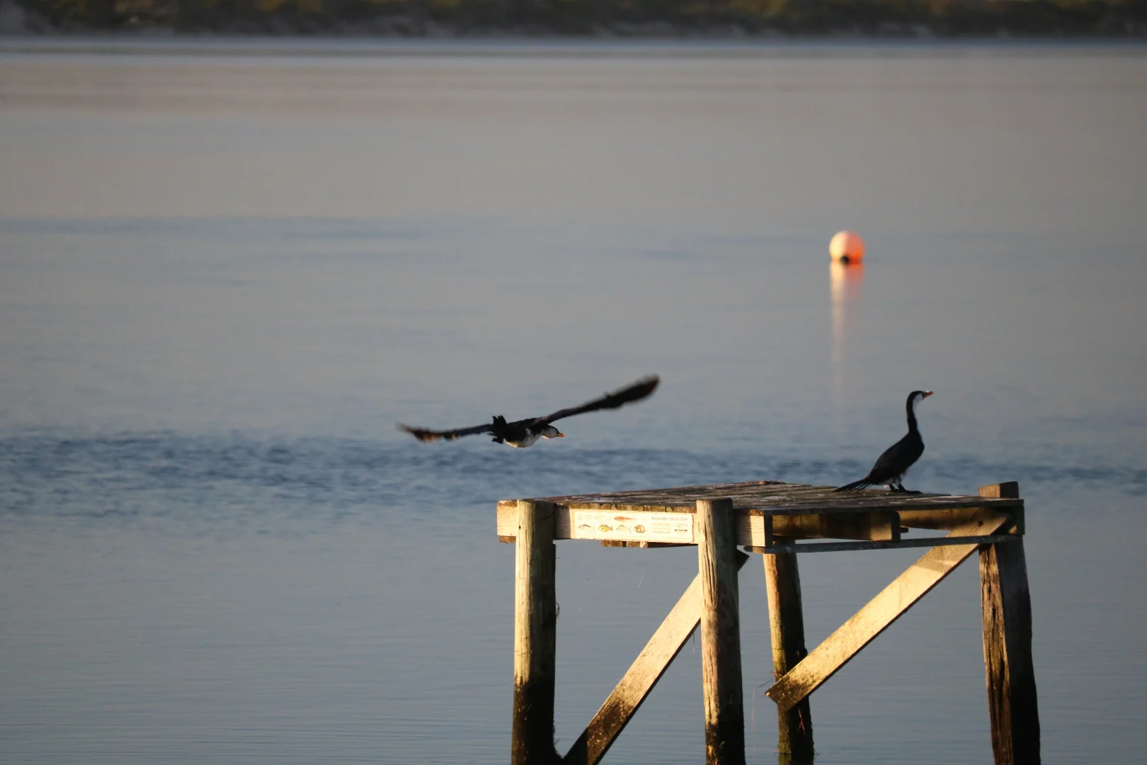 Additional image 3 of Lot 4 North East River Road, Palana TAS 7255