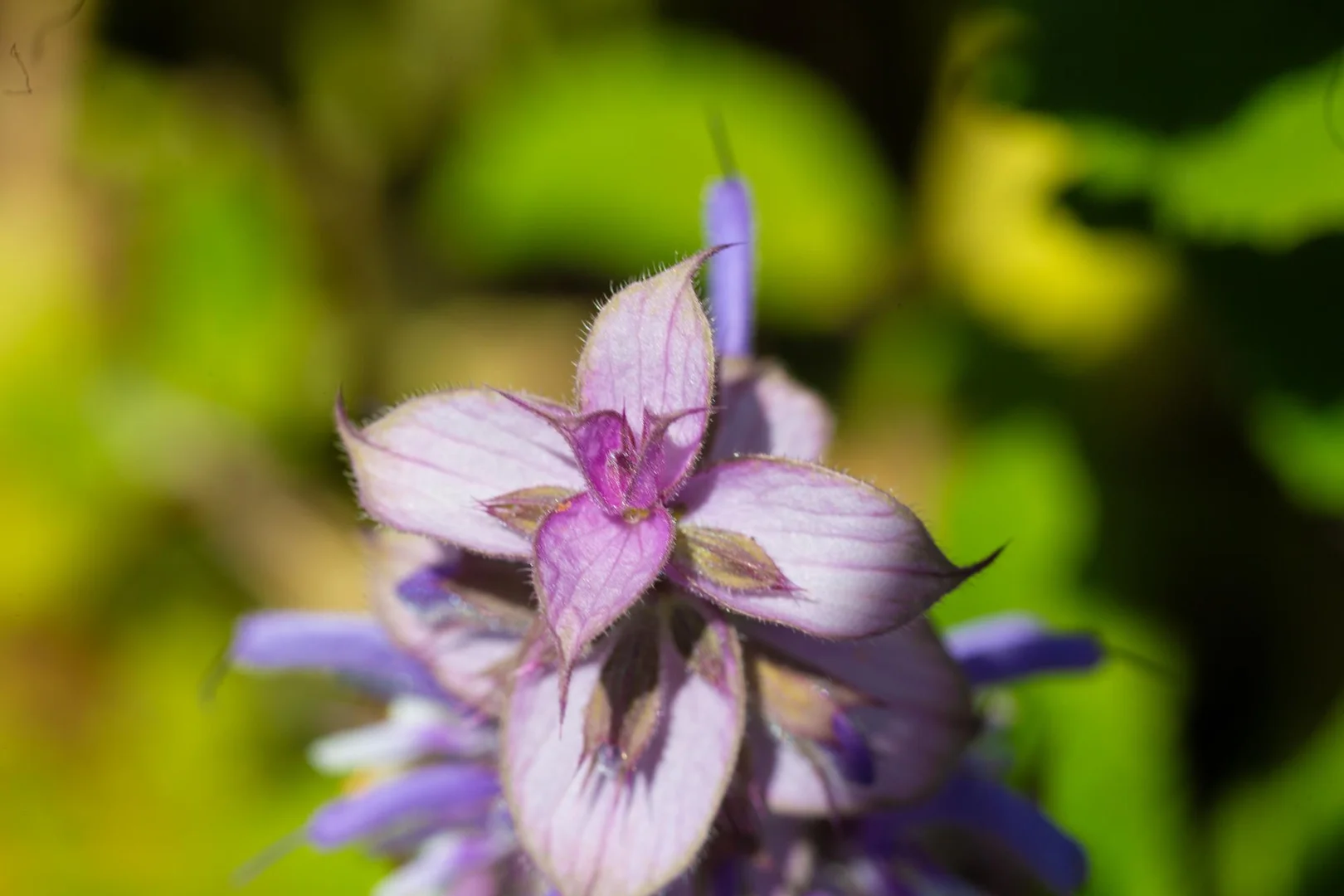 Additional image 30 of 21 Carisbrook Lane, Legerwood TAS 7263