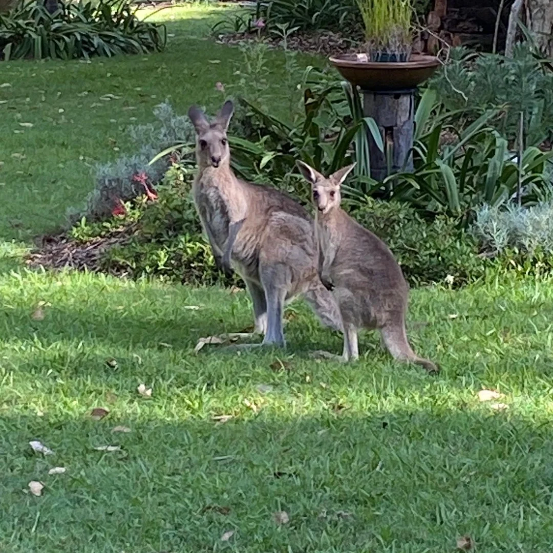 Additional image 15 of 2536 Solitary Islands Way, Arrawarra NSW 2456