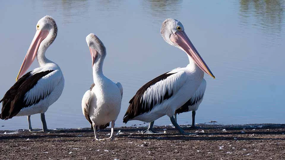 Additional image 35 of 28 Rosella Rise, Mannum SA 5238