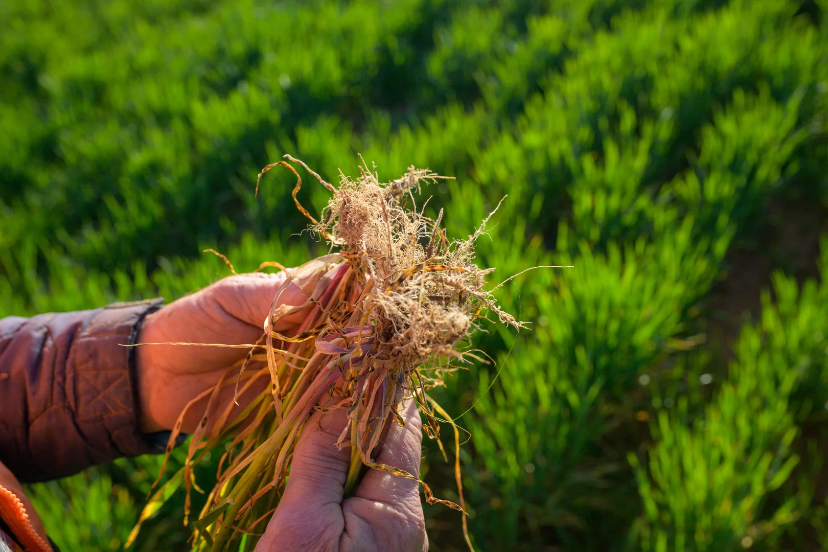 Additional image 6 of 1058 Haby Road, Nildottie SA 5238