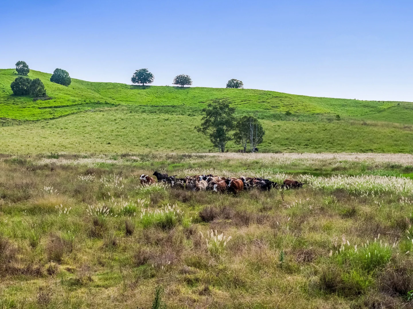 Additional image 13 of 347 Summerland Way, Kilgra NSW 2474