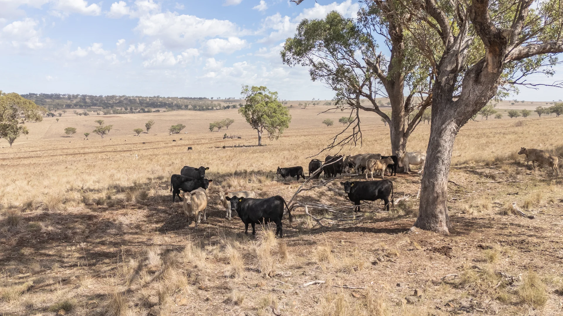 Additional image 7 of 'Windermere' 5518 Golden Highway, Merriwa NSW 2329