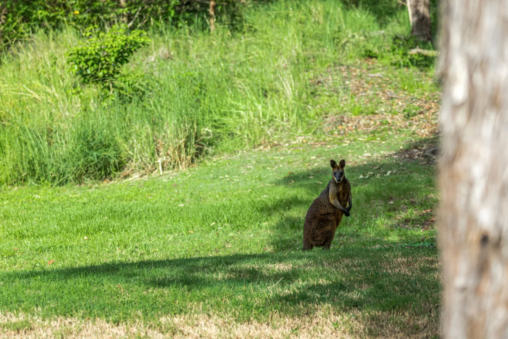 Additional image 39 of 6/31 Hayters Drive, Suffolk Park NSW 2481