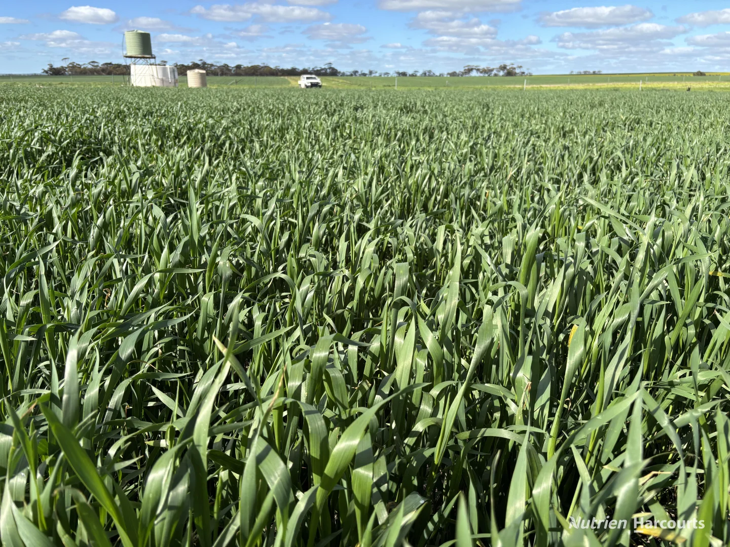 Additional image 11 of . 'Lydford' and 'Lees', Dowerin WA 6461