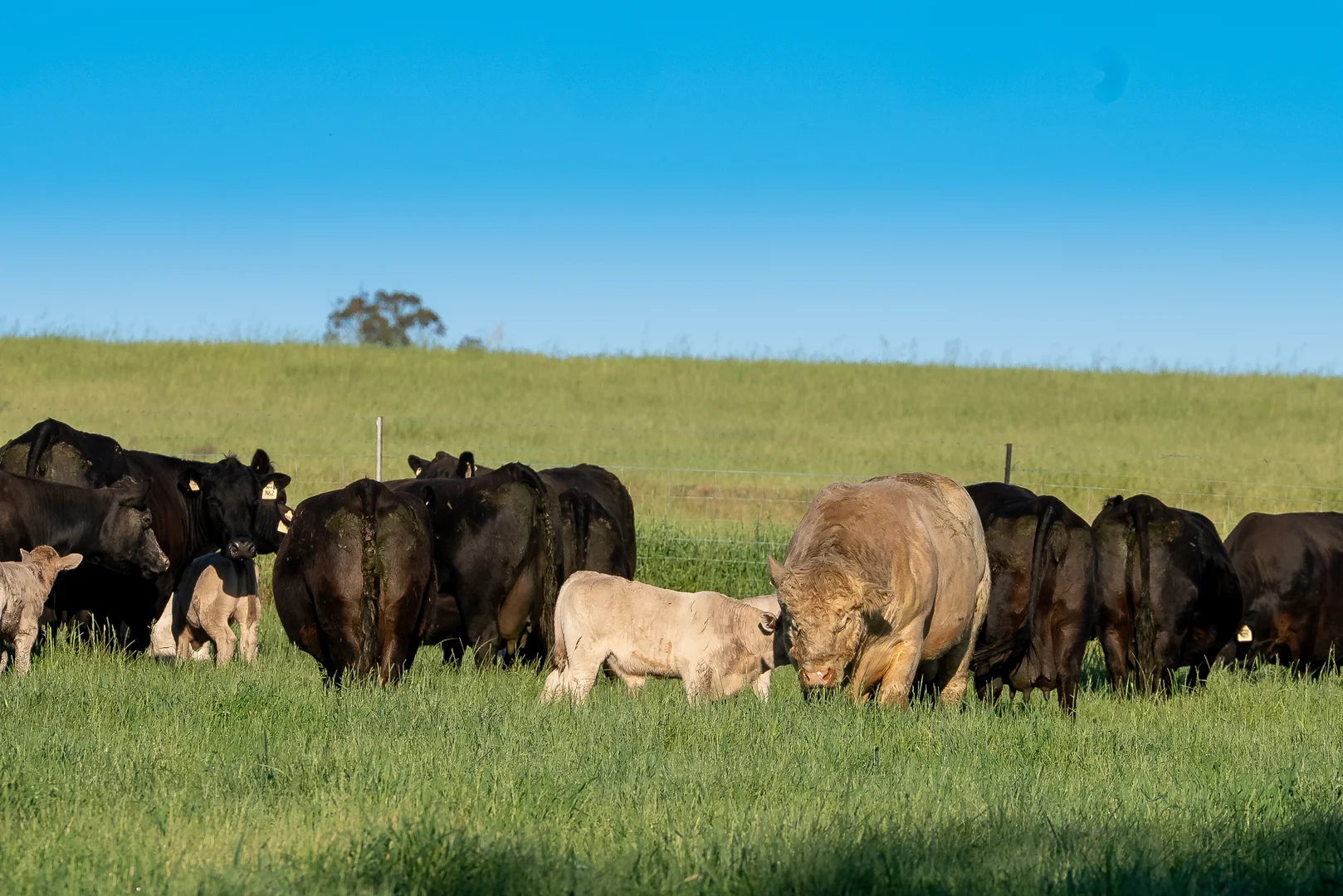 Additional image 18 of 141 Horspool Way, Orange NSW 2800